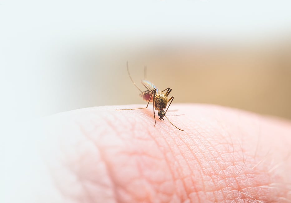 Malaria